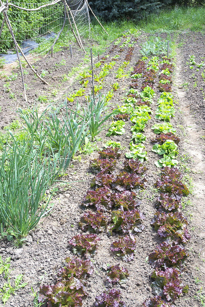 A row of lettuce growing in the sun at Deer Pond Gardens